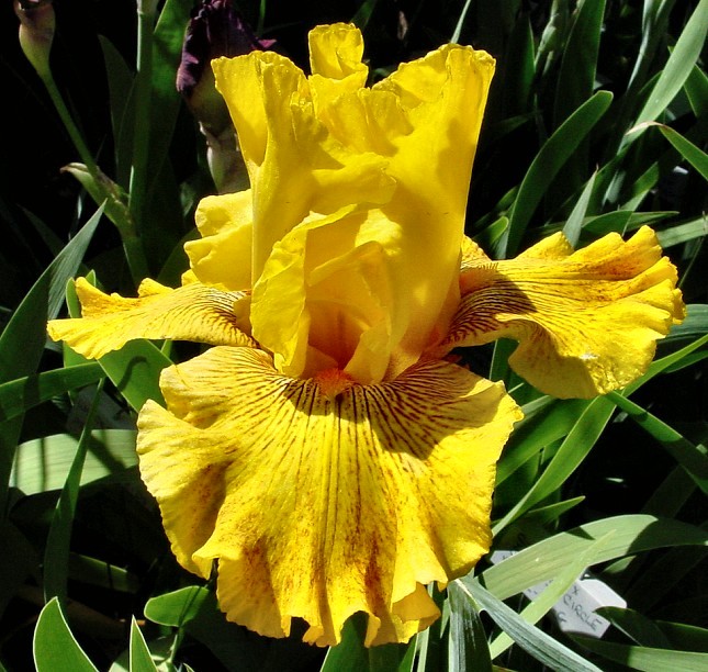 Calizona Gold Iris